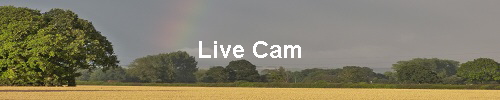 Live Cam